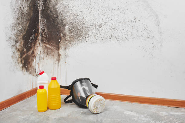 Certified Mold Removal in Lawrenceville, VA