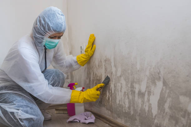 Attic Mold Removal in Lawrenceville, VA