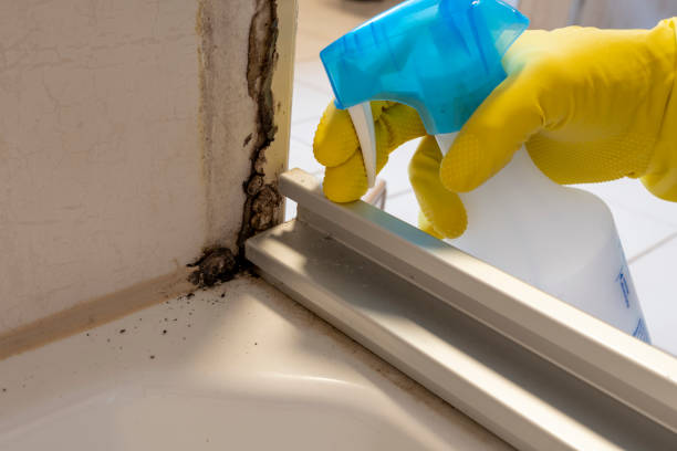 Best Mold Removal Company Near Me  in Lawrenceville, VA