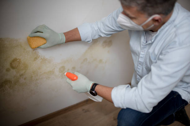 Lawrenceville, VA Mold Removal Company