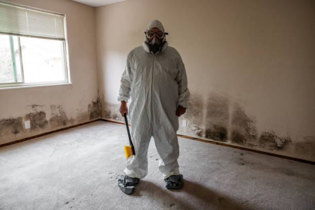 Best Same-Day Mold Removal  in Lawrenceville, VA