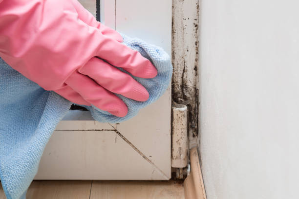 Best Water Damage Restoration  in Lawrenceville, VA