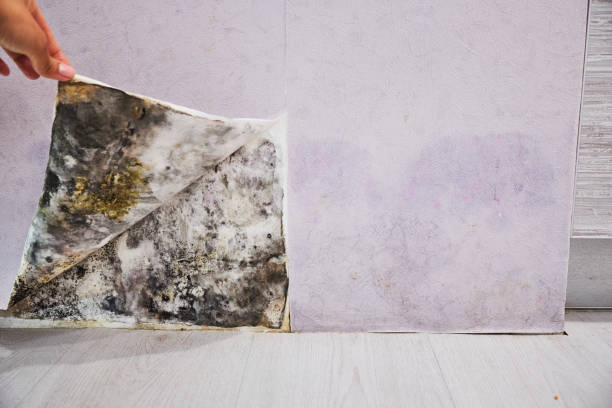 Best Emergency Mold Removal  in Lawrenceville, VA